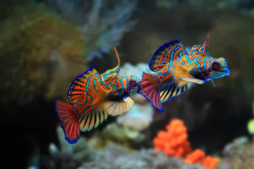 Sharm el Sheik, Egypt