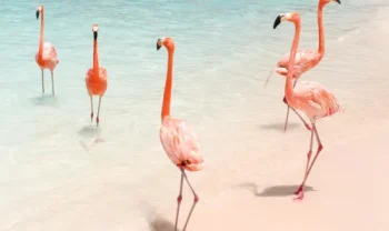 Aruba a Curaçao