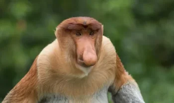 Tip na trip Borneo, tip na trip, tip na nejlevnější letenka Lowkosťák