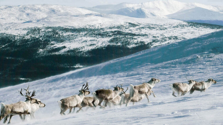 Laponsko (Finsko), tip na trip, tip na nejlevnější letenka Lowkosťák