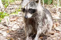 Dobrodružství na Raccoon Island: divoká příroda, procházka po ostrově a plavání
