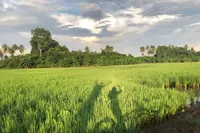 George Town: Ranní cyklistická prohlídka venkova Balik Pulau