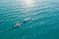 Golfo Aranci: Výlet lodí s pozorováním delfínů a šnorchlováním