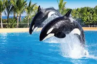 Kombinované vstupenky do Loro Parque a Siam Parku