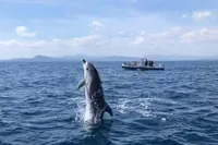 Olbia: ekologický výlet lodí za delfíny
