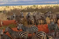 Safari na východě Tsavo přes noc z Mombasy/Diani (soukromé)