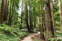 San Francisco: Muir Woods a Sausalito - výlet pro malé skupiny