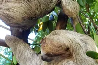 Výlet na Roatan: Šnorchlování s opicemi a lenochody