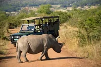 Z Johannesburgu: Safari v přírodní rezervaci Pilanesberg