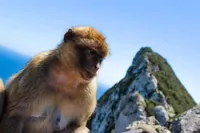 Z Málagy: Gibraltar s volným časem a odborným vedením