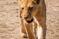 Z Zanzibaru: celodenní výlet na safari do Mikumi s lety a obědem