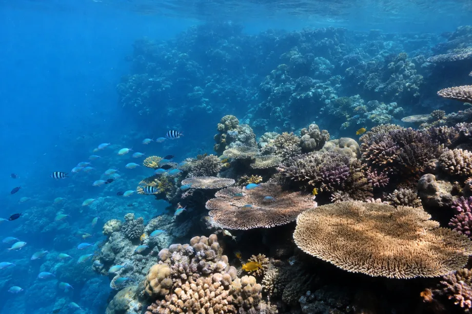 Agincourt Reef