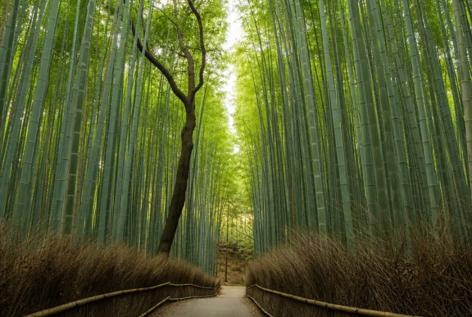 Arashiyama bambusový háj