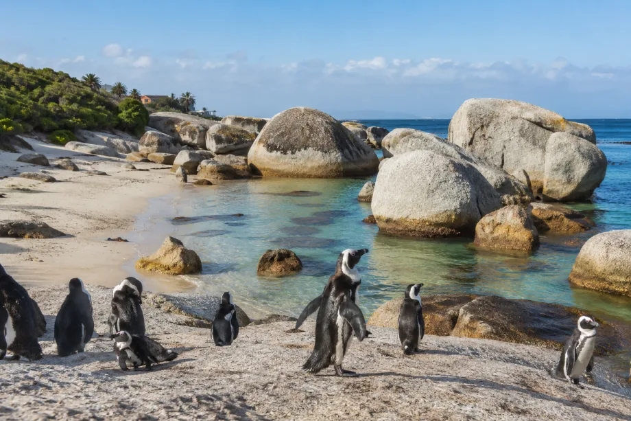 Boulders Beach