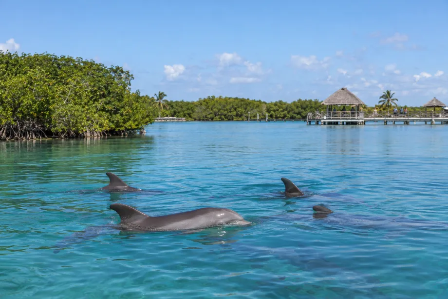 Delfinárium Varadero