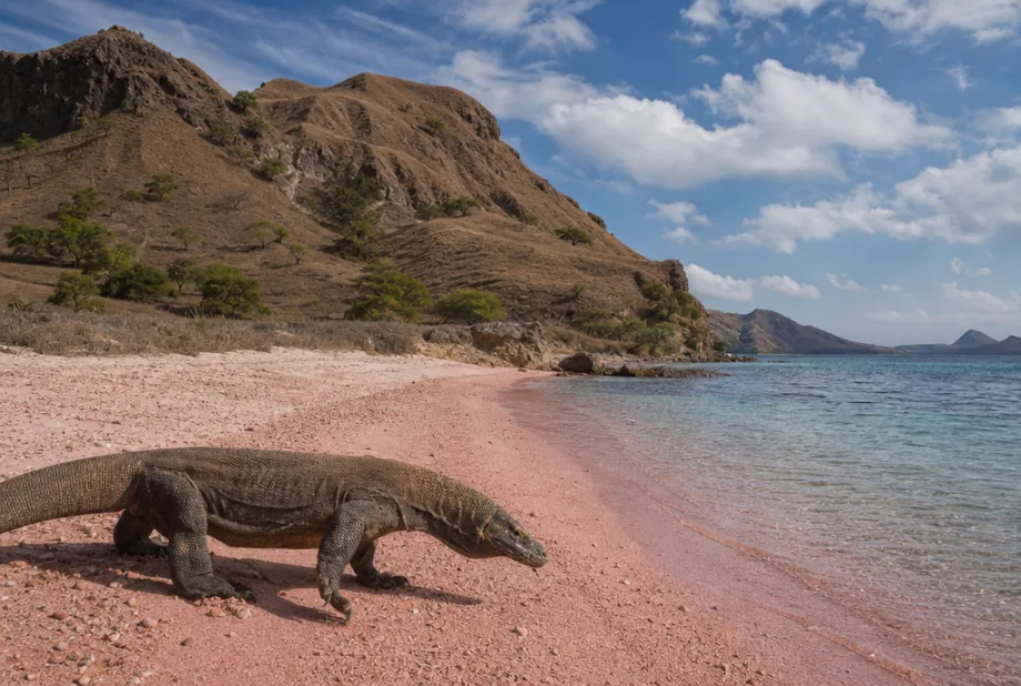 Flores a Komodo