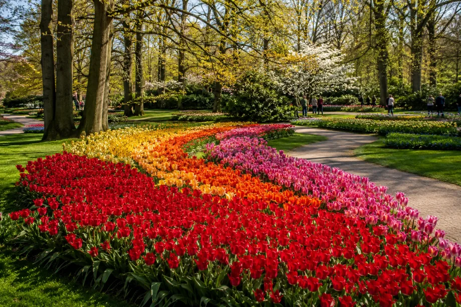 Keukenhof a tulipány