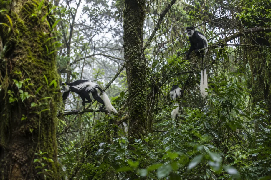 Kibira National Park