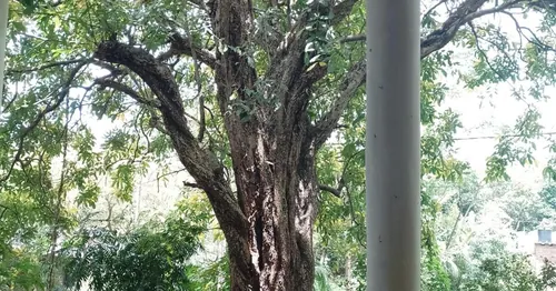 Kon Tree Shade