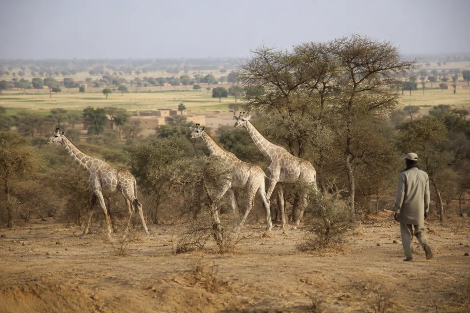 Kouré