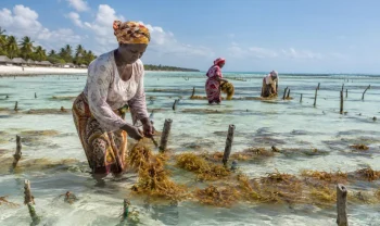 Zanzibar, Tanzanie