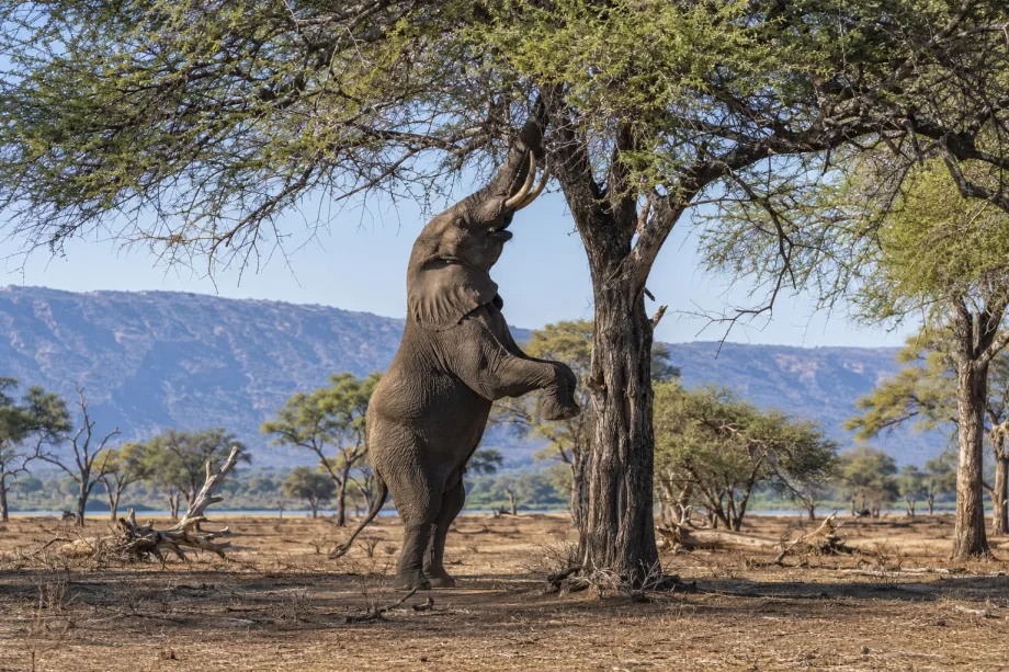 Mana Pools