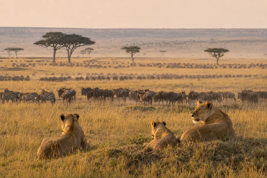 Masai Mara