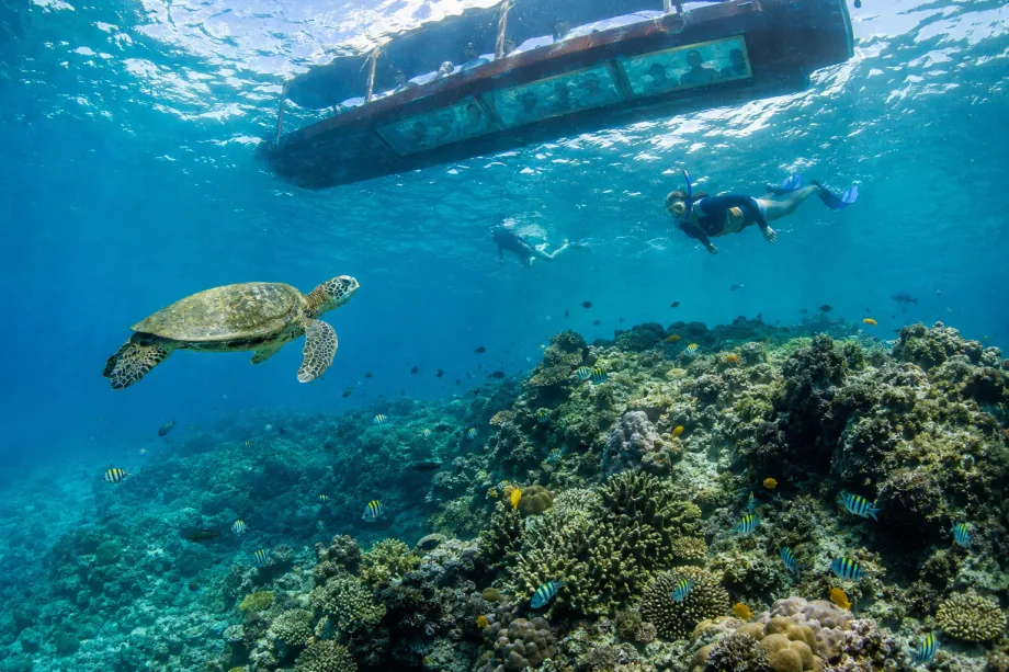 Mombasa Marine NP
