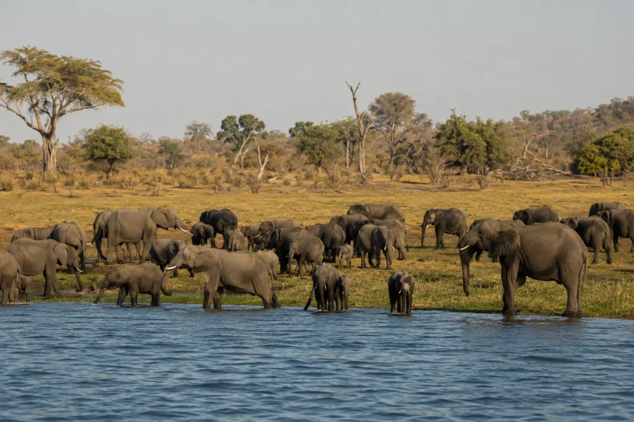 Národní park Chobe