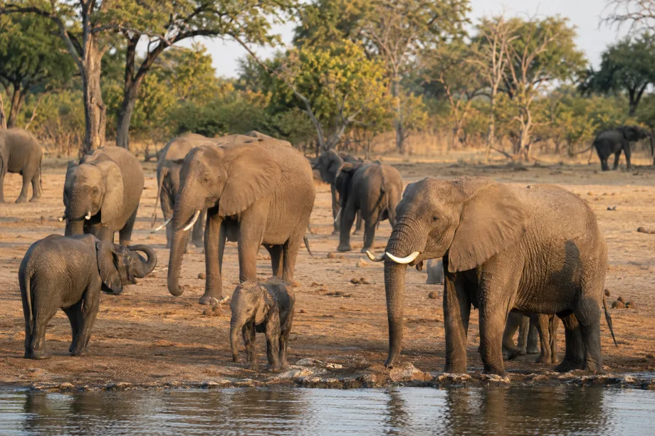 Národní park Hwange