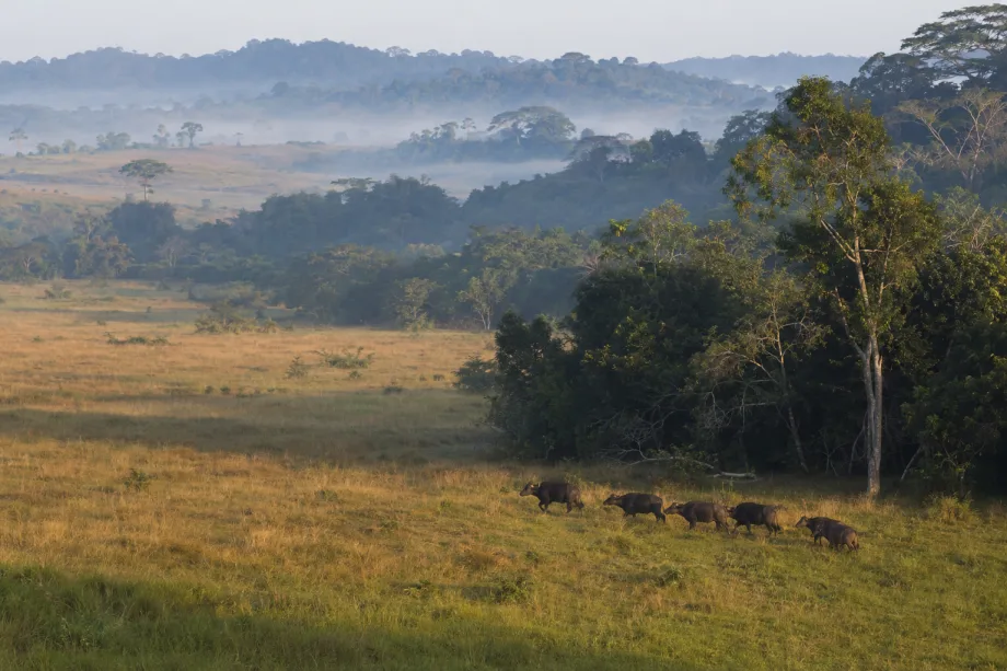 Gabon