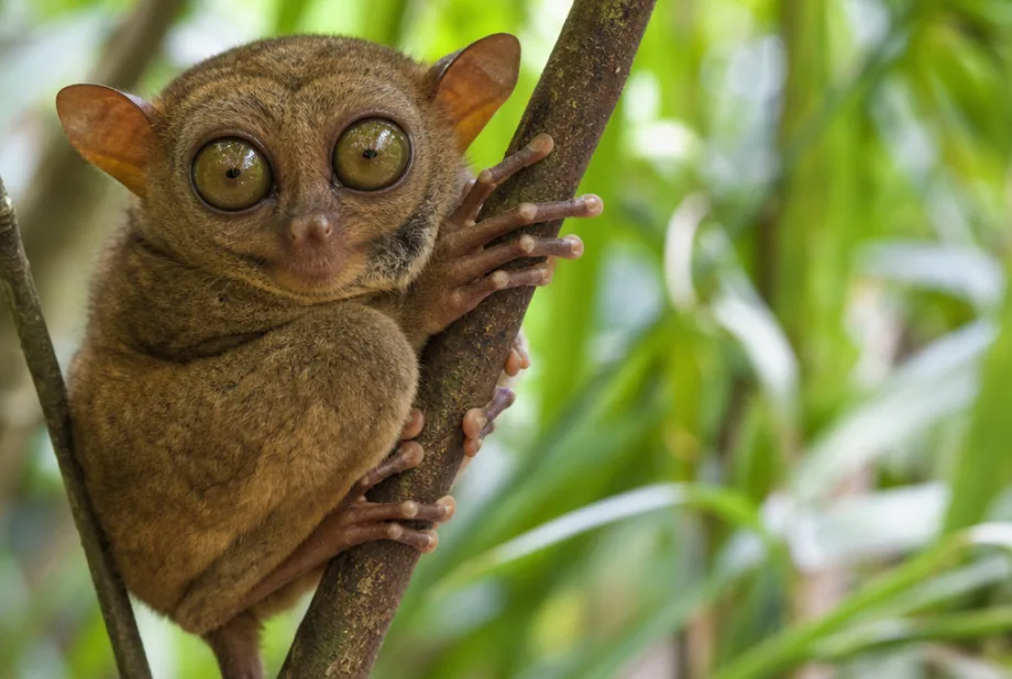 Nártouni tarsier