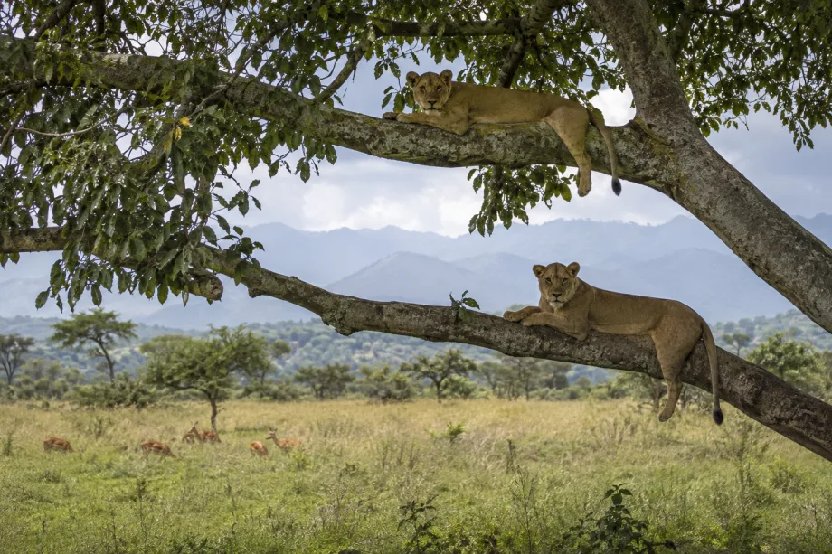 Uganda