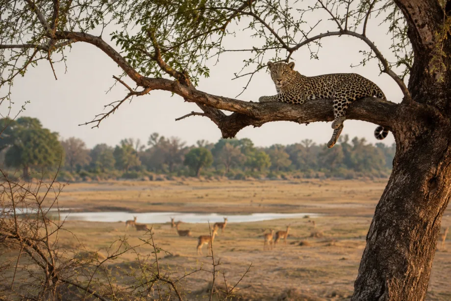 NP South Luangwa