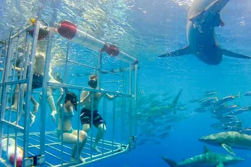 Oahu: Potápění ve žraločí kleci na severním pobřeží Oahuy.