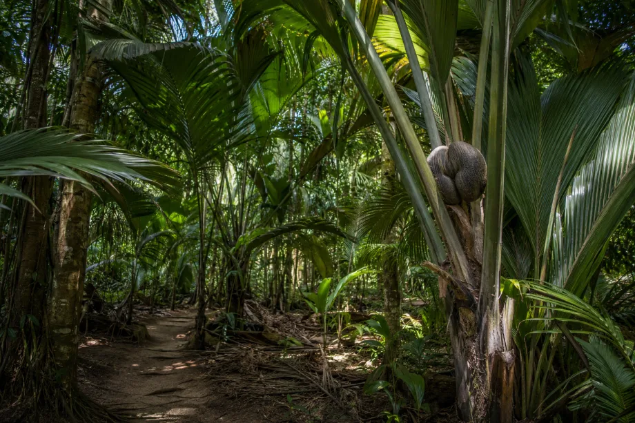 Praslin a Vallée de Mai