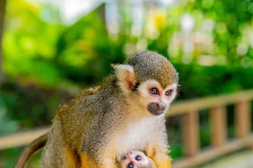 Punta Cana: Půldenní safari v Monkeylandu a plantáž