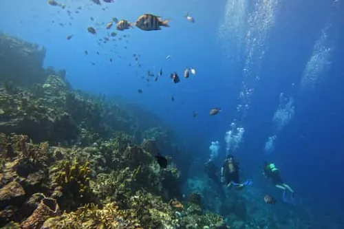 Rezerva Cousteau: Potápění a šnorchlování