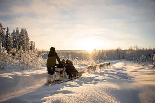 Rovaniemi: jízda na saních tažených husky s fotografiemi