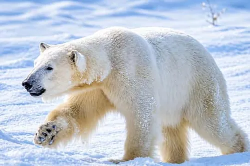 Rovaniemi: zoo Ranua, lední medvědi a arktická zvířata