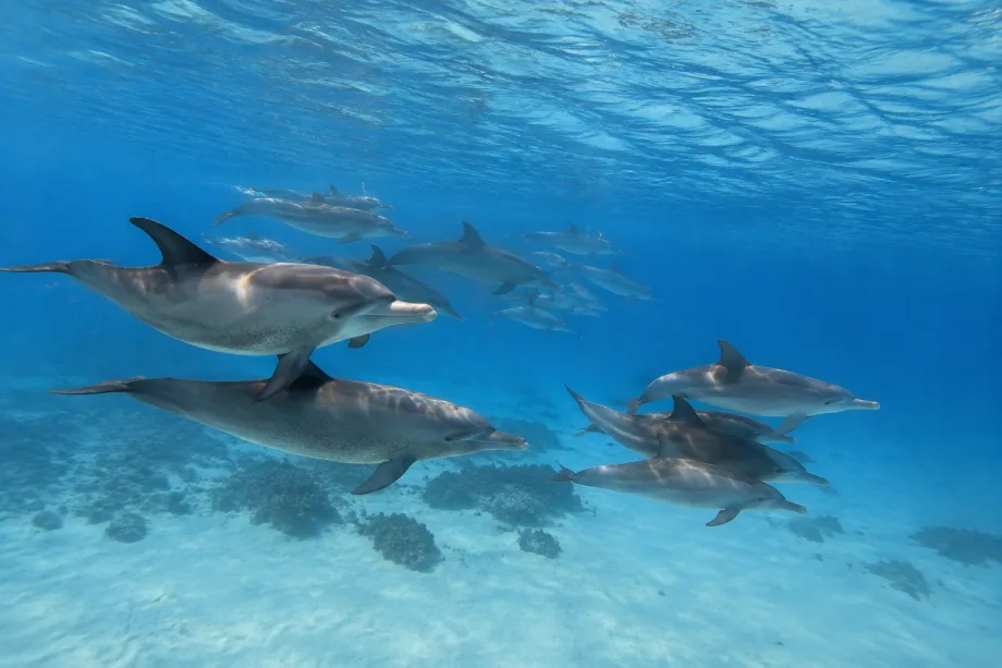 Sataya (Dolphin House)