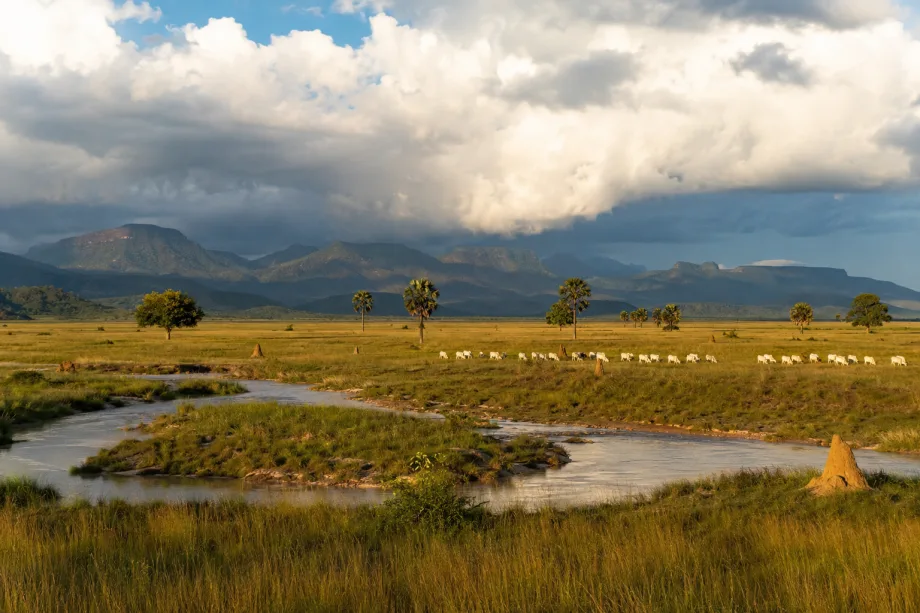 Savany Rupununi
