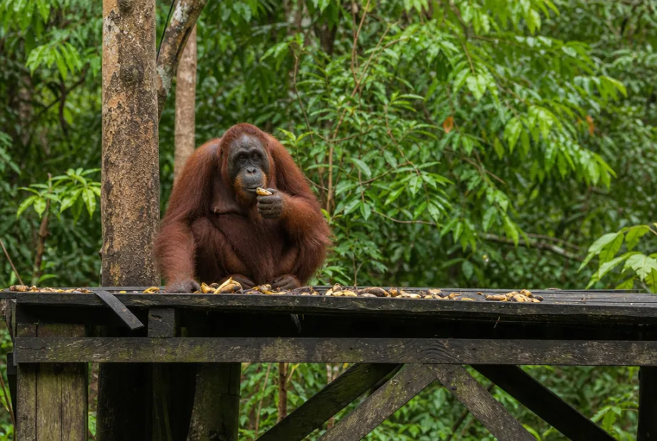 Borneo, Malajsie