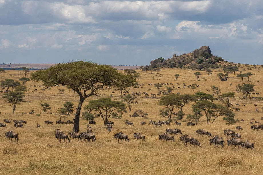 Serengeti