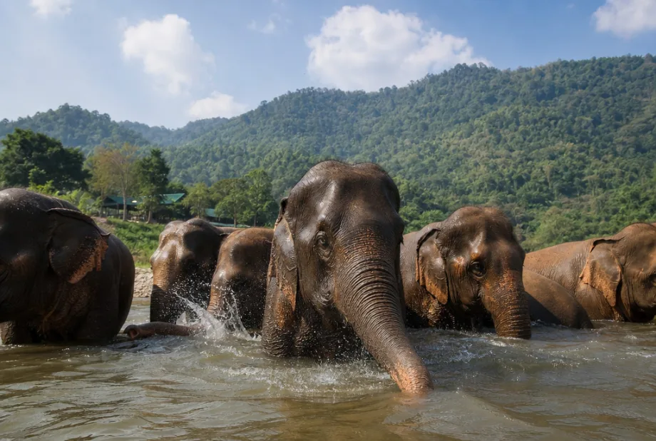 Chiang Mai, Thajsko