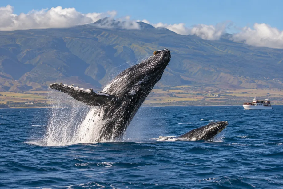 Maui, USA