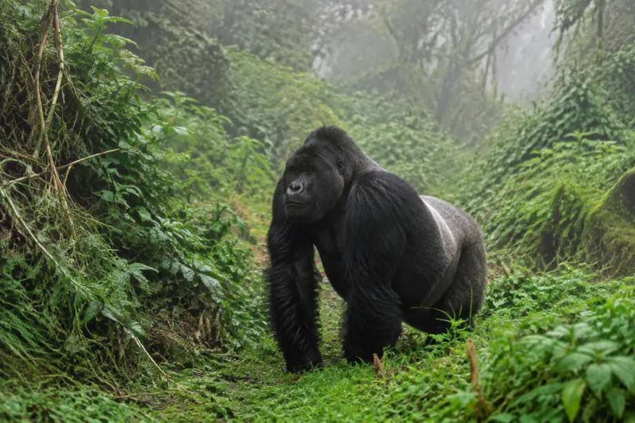 Virunga