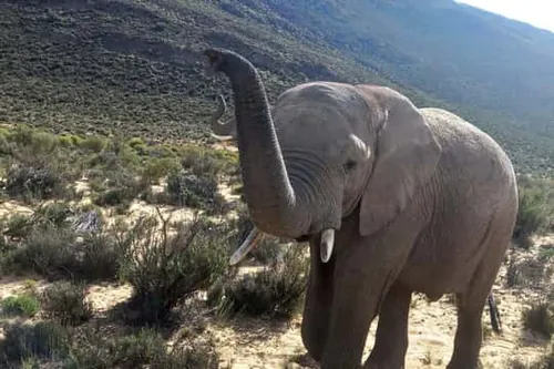 Z Kapského Města: Safari Big 5 Game Reserve – projížďka za soumraku